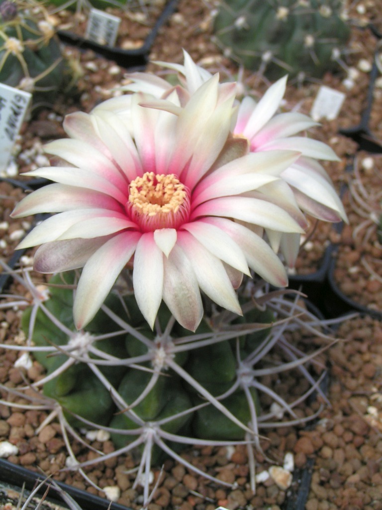 Gymnocalycium mostii FR438 hrubotrnne